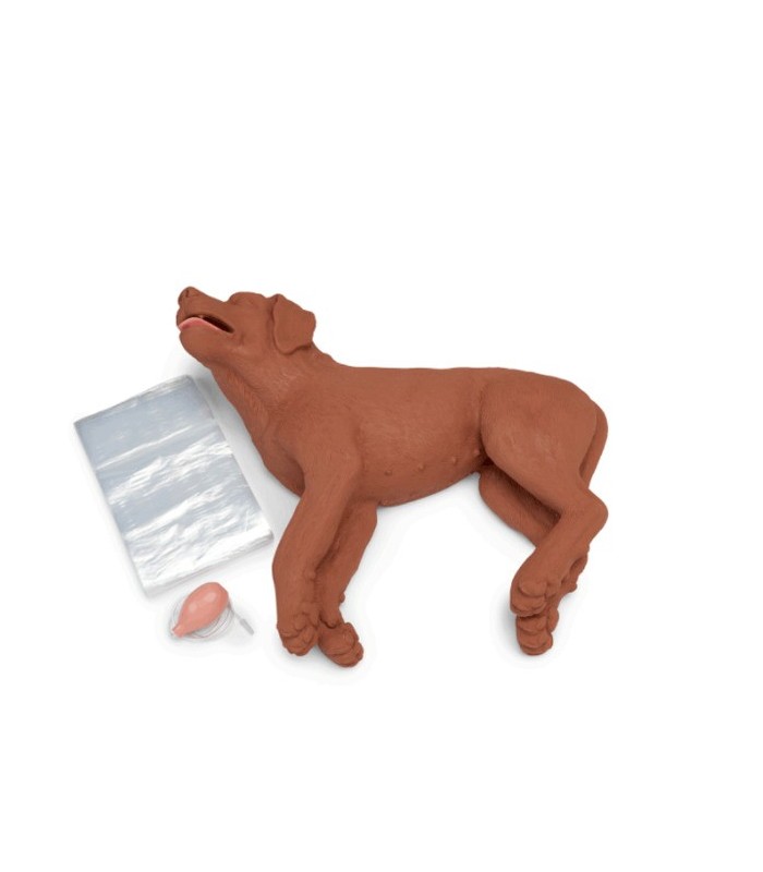 Chien CASPER pour formation RCP 39085 | MMF.fr