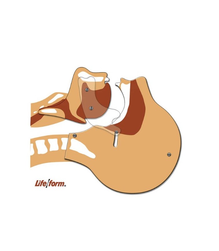 Cabeza desmontable para formación educativa 32051 | MMF.fr