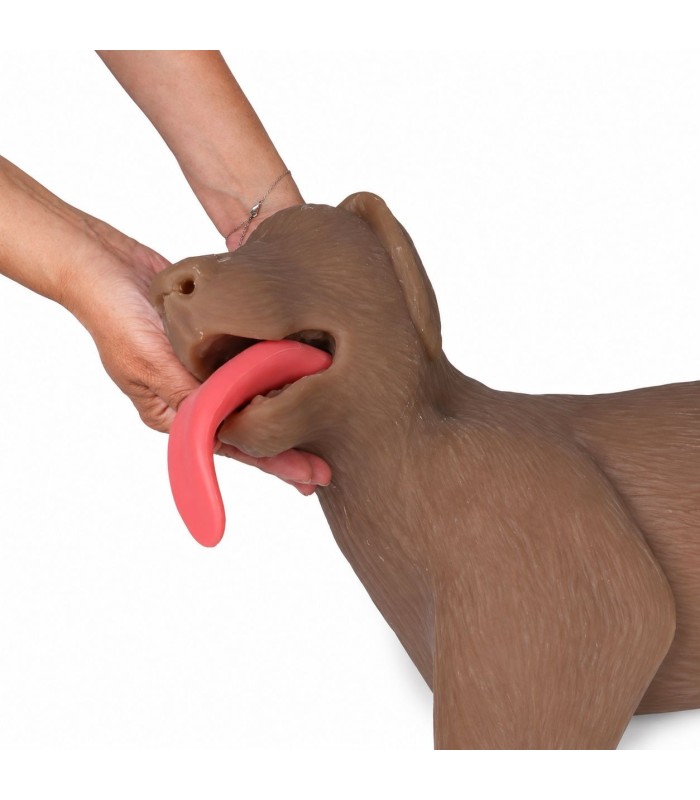 Mannequin canin de RCP Cooper pour formation RCP 41151 | MMF.fr