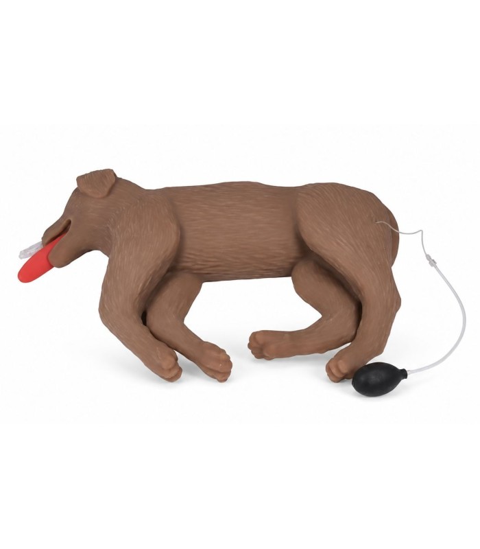 Mannequin canin de RCP Cooper pour formation RCP 41151 | MMF.fr