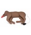 Chien Cooper pour formation RCP