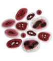Set of 12 simulated wound models