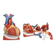 Coeur sur diaphragme agrandi 3 fois en 10 parties