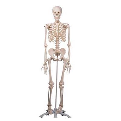 Squelette sur support métallique à 5 roulettes