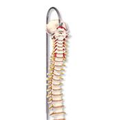 Colonne vertébrale squelette classique flexible avec bassin féminin